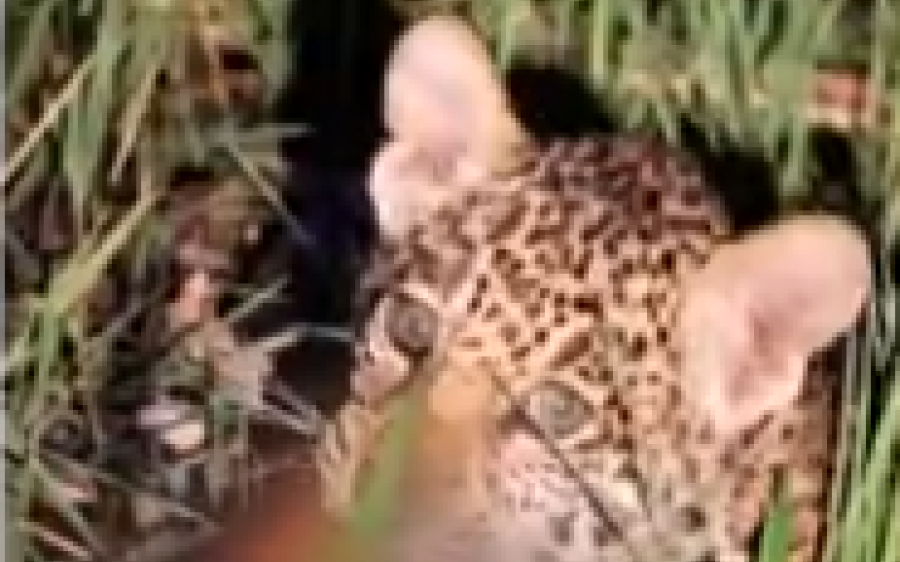 Filhote de onça-pintada é flagrado se alimentando de carne pela primeira vez no Pantanal