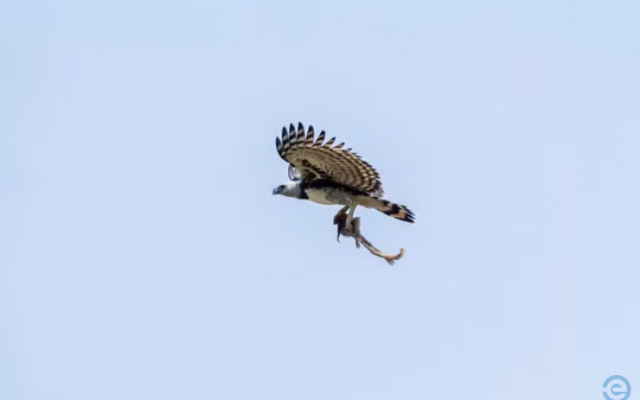 Fotógrafo registra harpia, a maior águia do mundo, com macaco nas garras