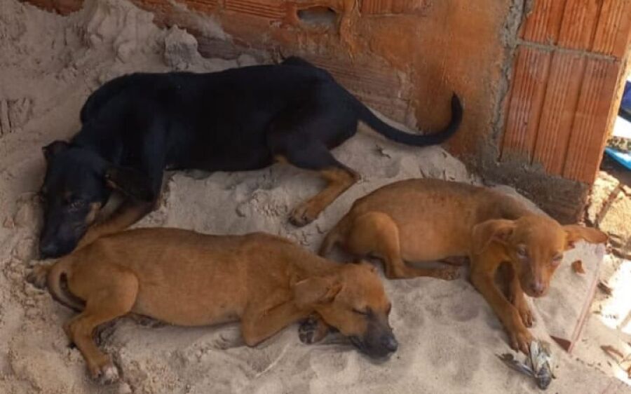 Casal é investigado por maus-tratos após cães serem encontrados em condições precárias
