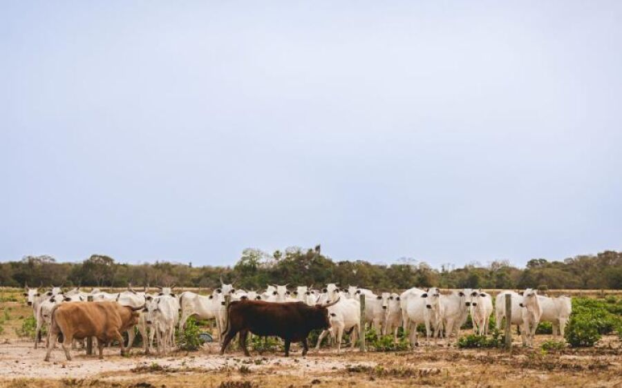 Boas práticas de manejo alavancam pecuária do Pantanal