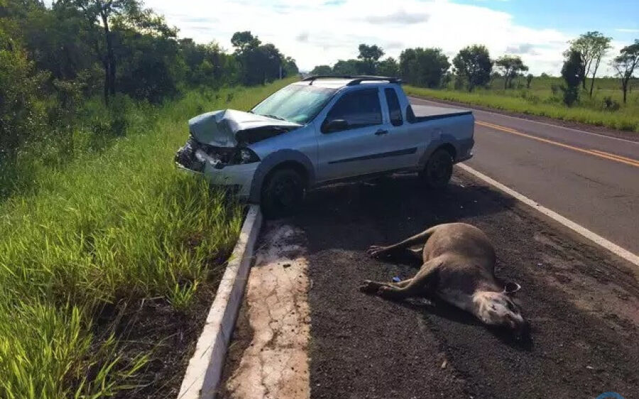 Matança de animais em estrada que cruza o Pantanal está com os dias contados