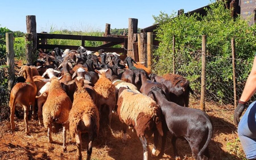 Produtores de ovinos e caprinos terão prazo de um ano para regularizar rebanhos junto a Iagro