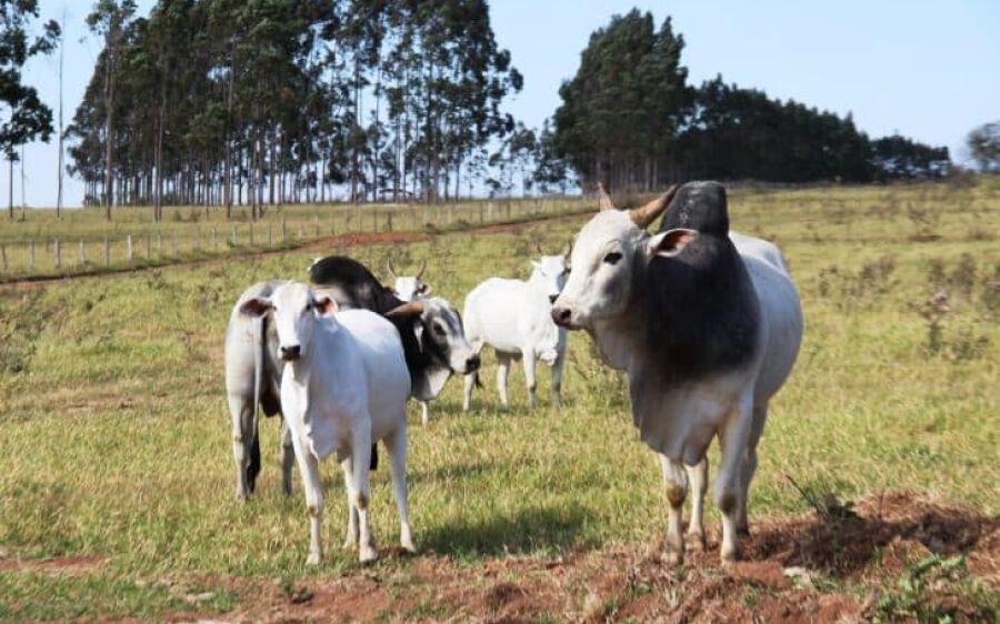 Pecuaristas devem atualizar cadastro de rebanhos na Iagro até o dia 30 de novembro